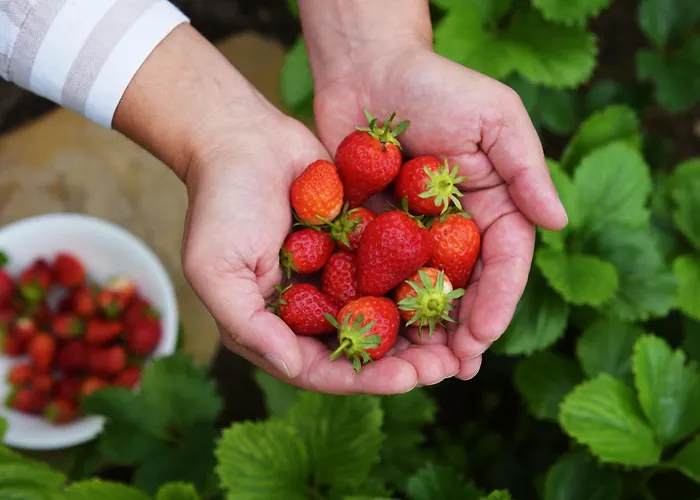 Vin Santo Nyaraló Vinarovo